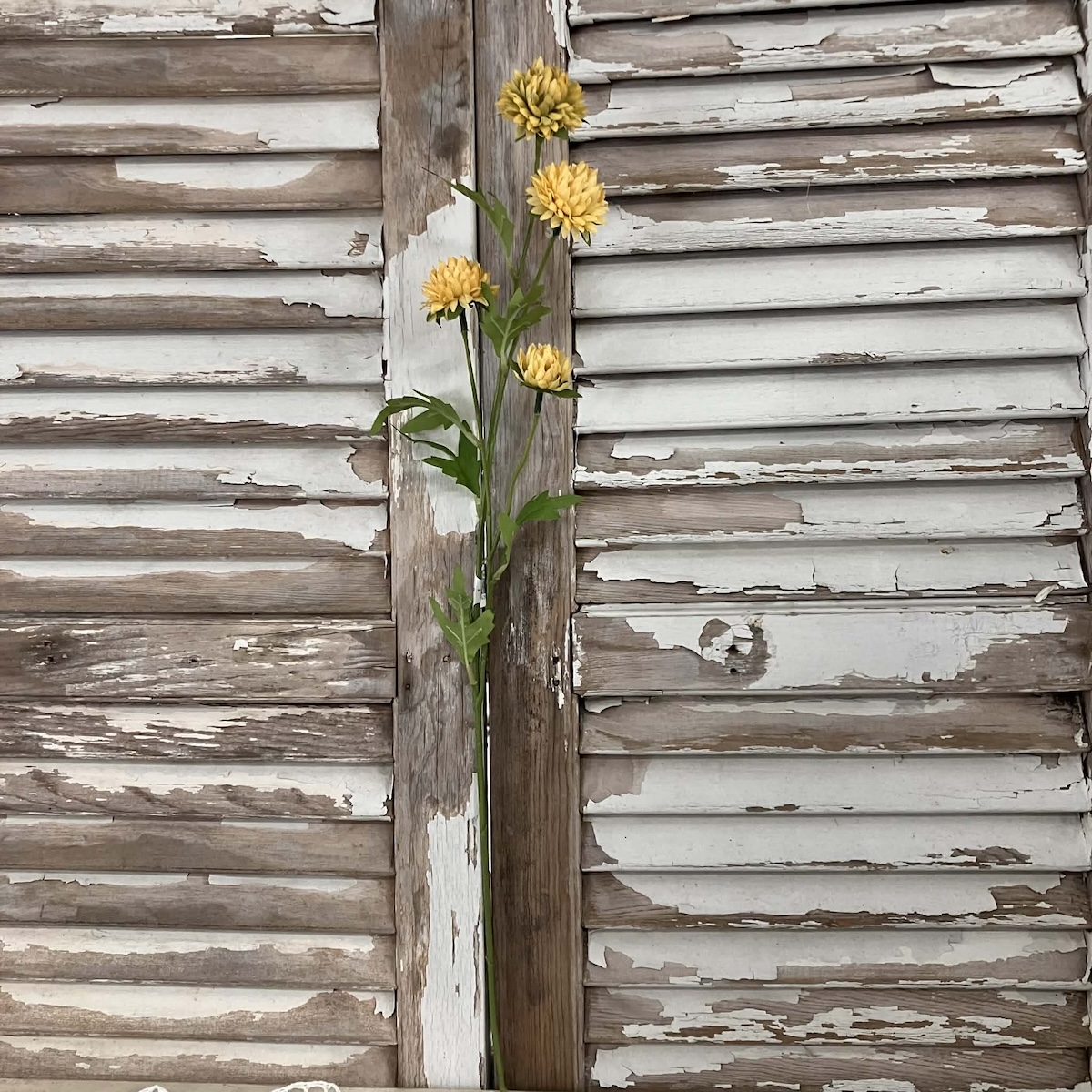 Miriam Yellow Mums 23" Stems