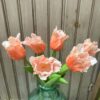 Set of 6 Orange Ruffled Tulips Set of 6 Orange Ruffled Tulips