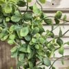 Whispering Vine Faux Greenery Medium Wreath and Candle Ring Whispering Vine Faux Greenery Medium Wreath and Candle Ring