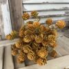 Russet Golden Cones Bush