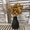Russet Golden Cones Bush in Black Vase